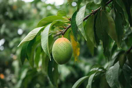 芒果种植种植园内的芒果树背景