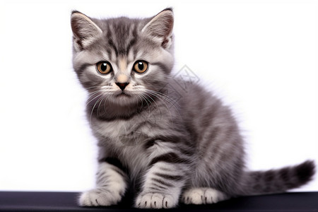 可爱的小猫幼崽背景图片