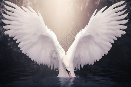 张开翅膀的白天鹅高清图片