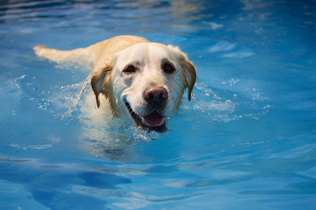 游泳小狗小狗欢快的在游泳背景