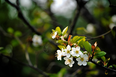 春天盛开的花朵图片