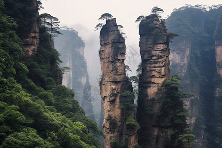 森林山峰图片