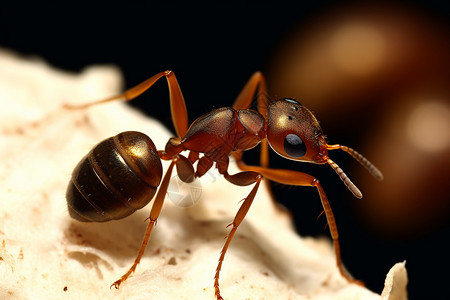 筑巢的蚂蚁雌蚁工蚁高清图片