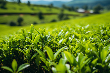 户外种植的茶树背景图片