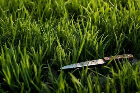 草坪中的刀子背景图片