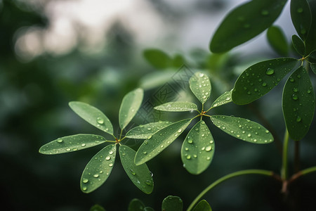 植物枝干上的叶子图片