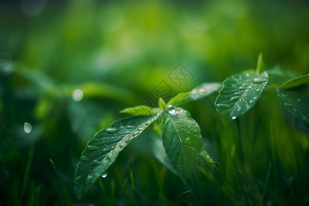 新鲜的植物小草图片