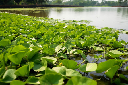 河流中的植物水葫芦图片