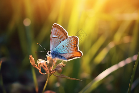 飞停在花朵上的蝴蝶背景图片