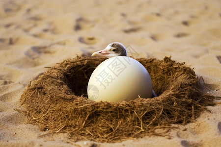 孵化中的鸟蛋背景图片