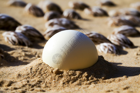 沙滩上的鸵鸟蛋背景图片