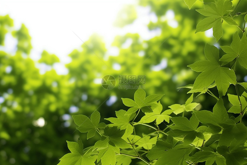 春天户外的植物图片