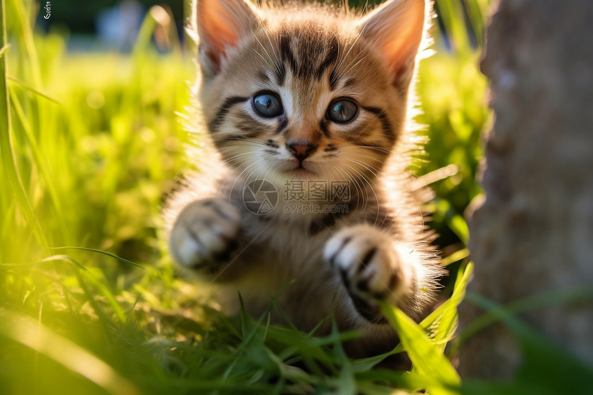 户外的可爱小猫图片