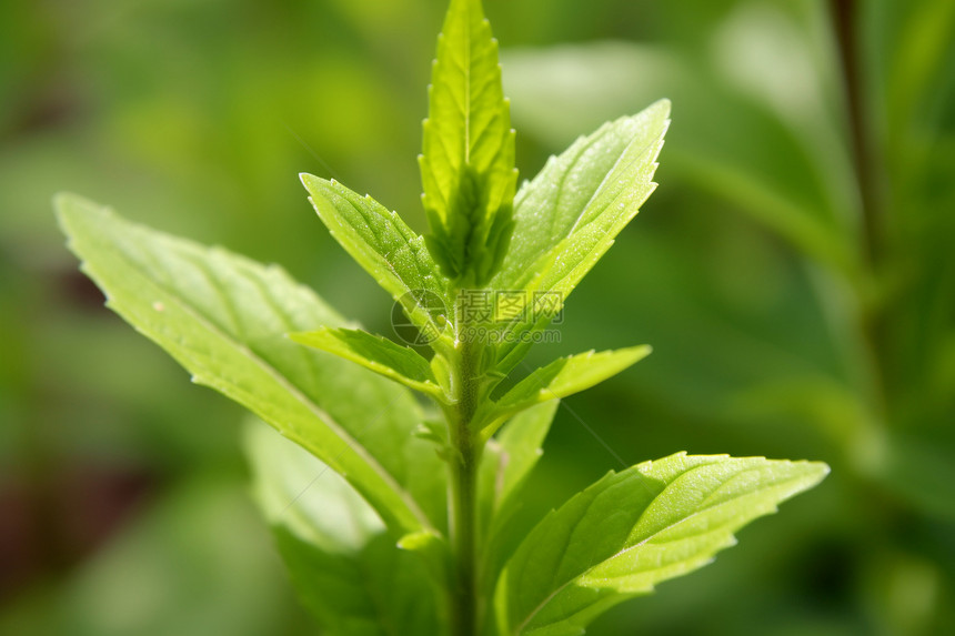 绿色生长的植物图片