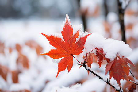立冬时节枫叶红枫叶上的积雪背景