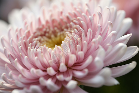 盛开的粉色菊花特写图片