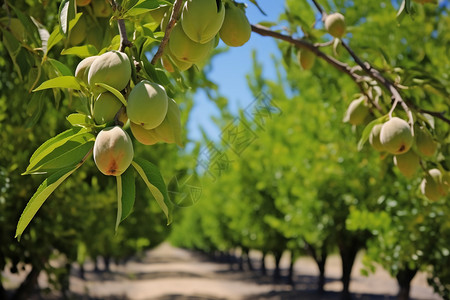 农业果园的桃子图片