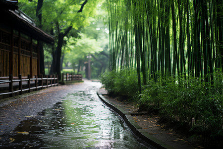 公园森林里的竹子街道高清图片素材
