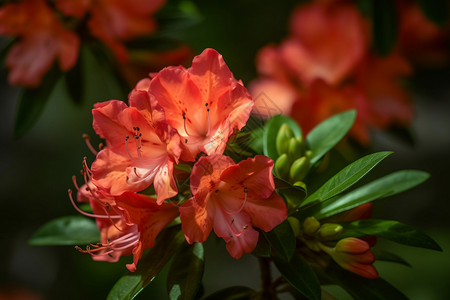 生长的杜鹃花朵背景图片