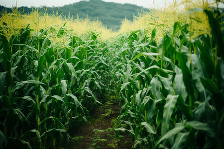 田地里的农业玉米背景图片