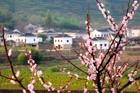 桃花和房子乡村的建筑和桃花背景