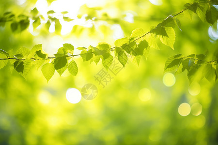 春天的风景叶子桦树茸高清图片