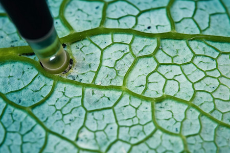 植物细胞叶子的特写设计图片
