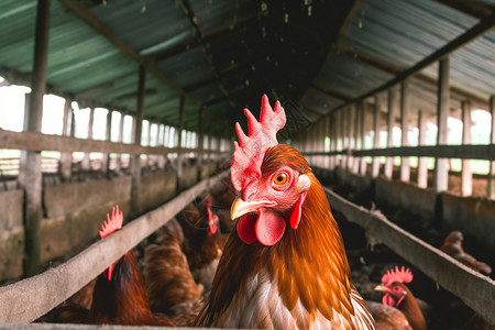农场饲养的鸡母鸡高清图片素材