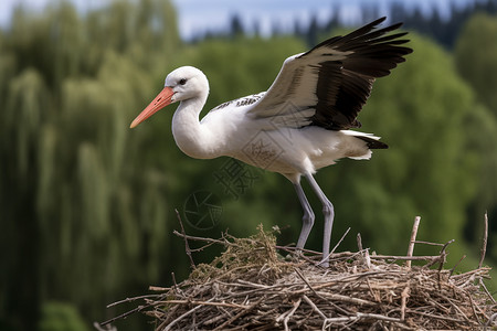 野生动物鹳图片