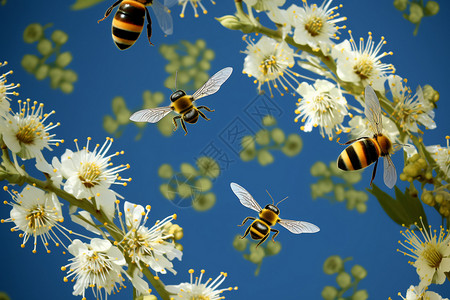 正忙碌采花蜜的蜜蜂图片