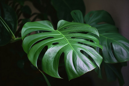 大型盆栽植物背景图片