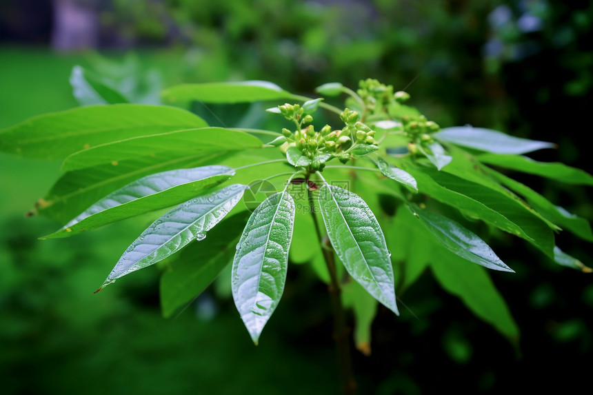 绿叶的嫩芽图片