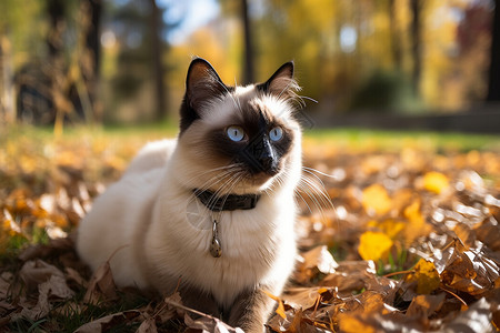秋日公园中的猫咪背景图片