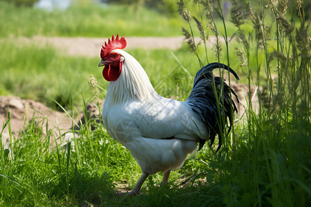 一只白色的公鸡饲养家畜高清图片素材