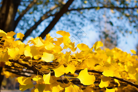 金黄色的银杏树叶图片