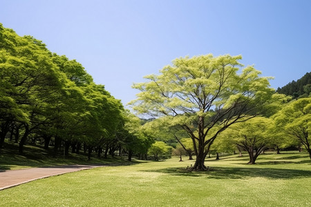 草地上的树木樟树高清图片素材