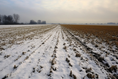 冰雪覆盖的农田图片