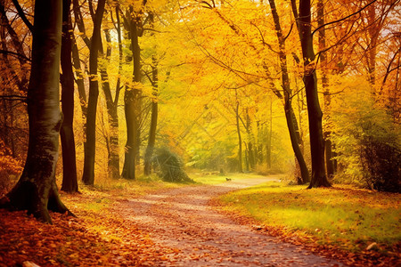 秋季金色森林背景图片