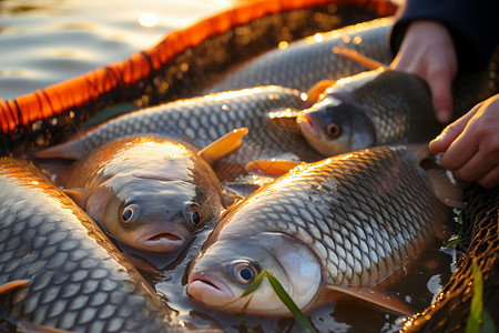 新鲜打捞的淡水鱼图片素材