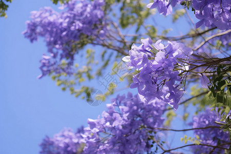 开花美丽城市公园中的蓝花楹背景