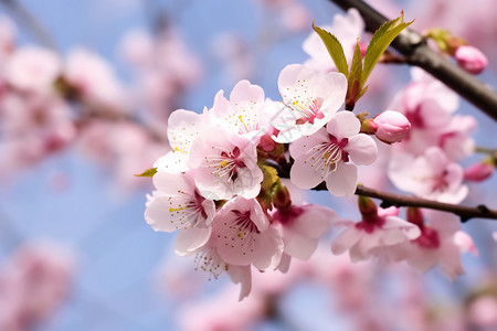 开花的桃子树高清图片