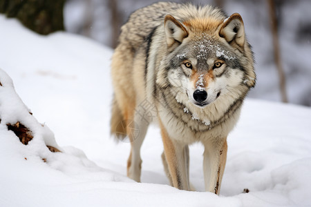雪中孤独的野狼图片素材