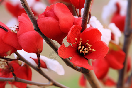 春天的木棉花背景图片