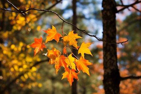 秋季黄色的树叶背景图片
