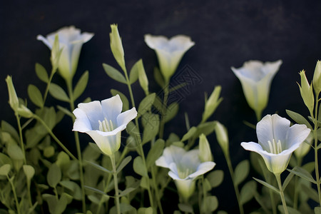 绿叶和白花背景图片