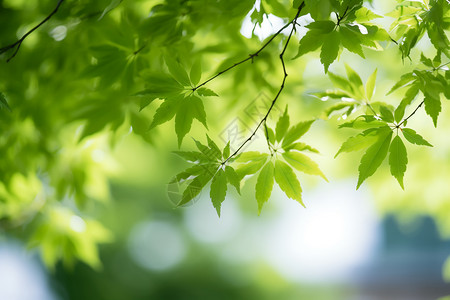 户外生长的植物树枝图片