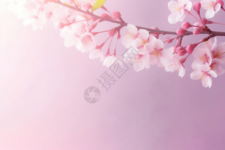 粉色樱花创意背景图片
