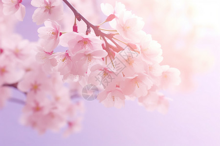 春天盛开的美丽樱花图片