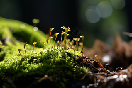 破土而出的绿植背景图片