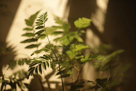 高清墙素材一株茂盛的绿植背景